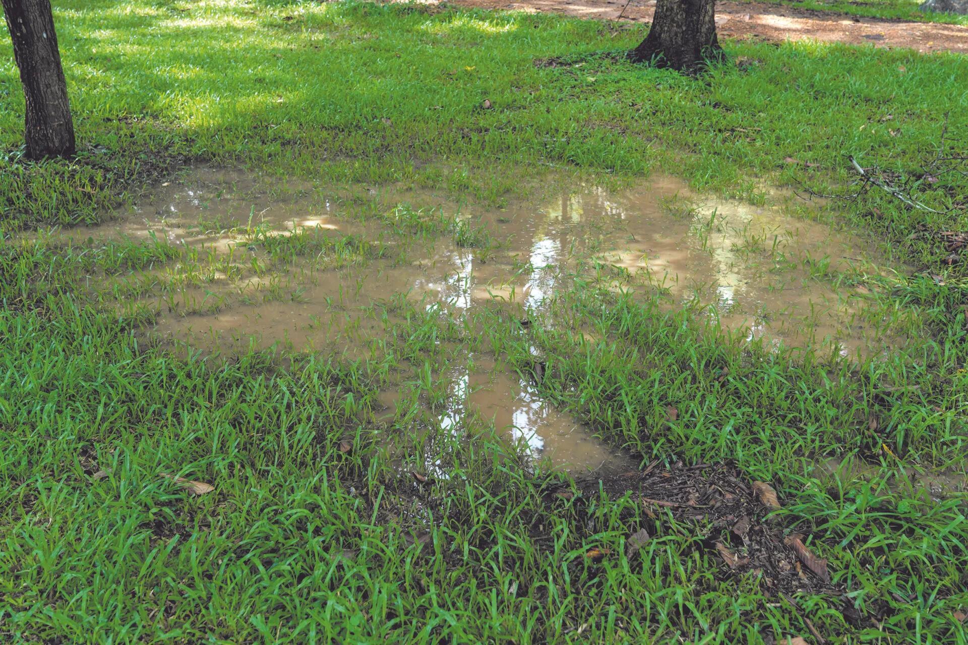 Grass yard flooded with water